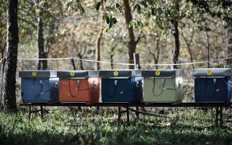 Maggiore produzione di miele naturale