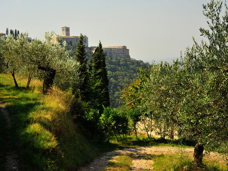 Bosco di San Francesco - Assisi